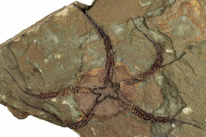 Detailed Ordovician Brittle Star (Ophiura) - Morocco #306220